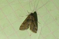 Cataclysta lemnata