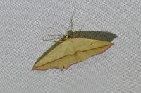 Timandra comae
