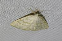 Cabera exanthemata