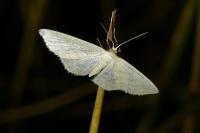 Cabera exanthemata