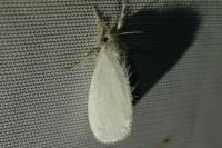 Sphrageidus similis