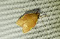 Carcina quercana