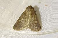 Xestia xanthographa