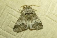 Drymonia querna