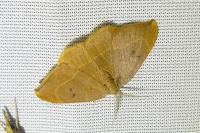 Watsonalla binaria