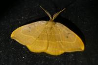 Watsonalla binaria