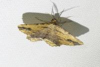 Menophra abruptaria