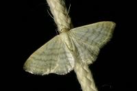 Idaea subsericeata