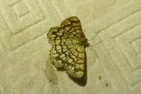 Chiasmia clathrata