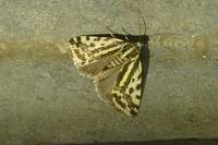 Emmelia trabealis