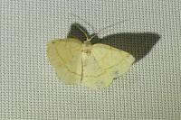 Stegania trimaculata