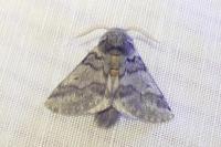 Thaumetopoea processionea