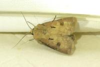 Agrotis exclamationis