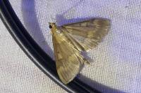Ostrinia nubilalis/scapulalis