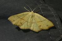 Cyclophora punctaria