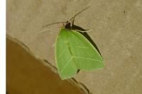 Bena bicolorana
