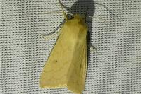 Mythimna vitellina