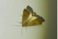 Hoplodrina ambigua