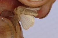 Hoplodrina ambigua