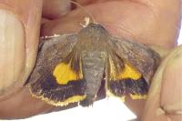 Noctua janthe