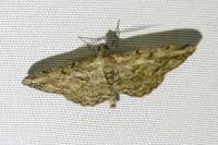 Peribatodes rhomboidaria