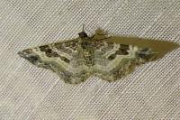 Epirrhoe alternata