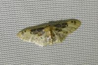 Idaea filicata
