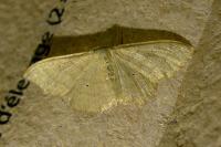 Idaea straminata