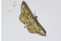 Hypomecis roboraria