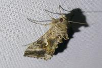 Autographa gamma