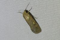 Spodoptera exigua