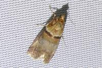 Acrobasis tumidana