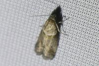 Acrobasis consociella
