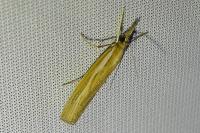 Agriphila tristella