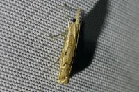 Agriphila geniculea