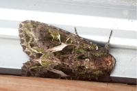 Trachea atriplicis