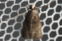 Eccopisa effractella