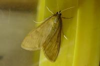 Ostrinia nubilalis/scapulalis