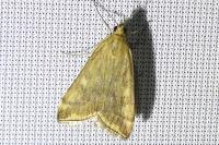 Loxostege sticticalis