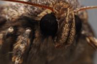 Amphipyra pyramidea