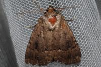 Amphipyra pyramidea