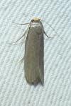Achroia grisella