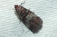 Acrobasis advenella
