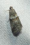 Acrobasis consociella