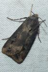 Agrotis ipsilon