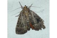 Amphipyra berbera/pyramidea
