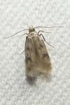 Borkhausenia nefrax