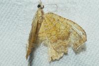 Camptogramma bilineata
