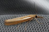 Agriphila selasella/tristella