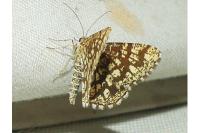 Chiasmia clathrata